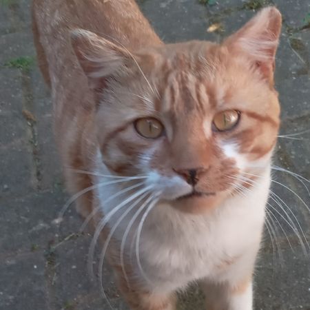 Missing Unknown - Other Cats in Kingston Upon Thames