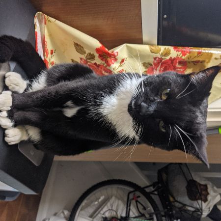 Missing Domestic Short Hair Cats in Langley