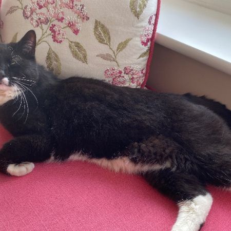 Missing Domestic Short Hair Cats in East Horsley