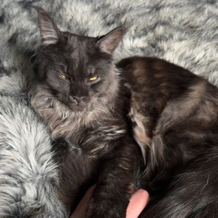 Missing Maine Coon Cats in Blakenhall