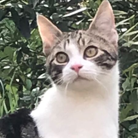 Missing Domestic Short Hair Cats in Luton