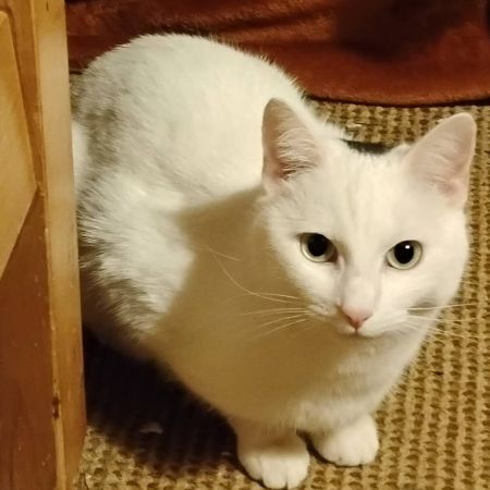 Missing Mixed Breed Cats in Harpenden 