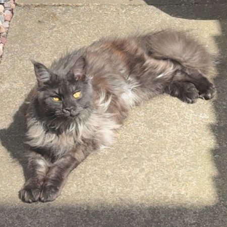 Missing Maine Coon Cats in Blakenhall 