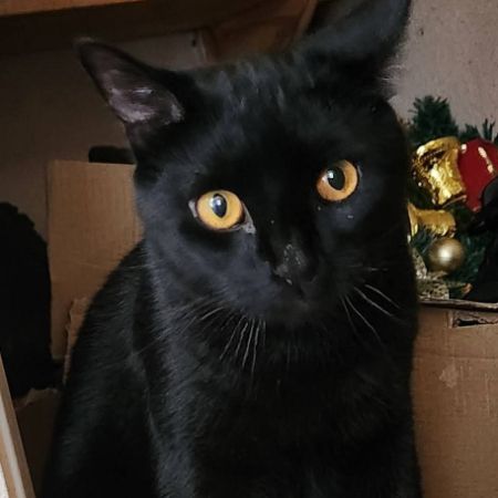 Missing British Short Hair Cats in Charlton