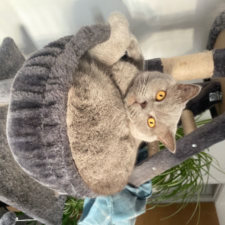Missing British Short Hair Cats in Bath