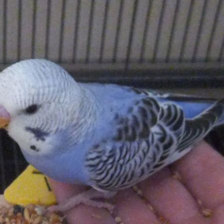 Missing Budgie Birds in Toddington