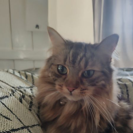 Missing Tabby Cats in BANBURY