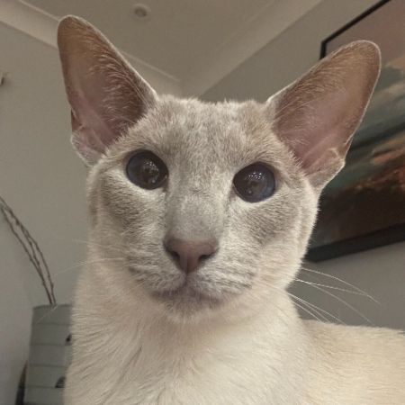 Missing Siamese Cats in Haverhill