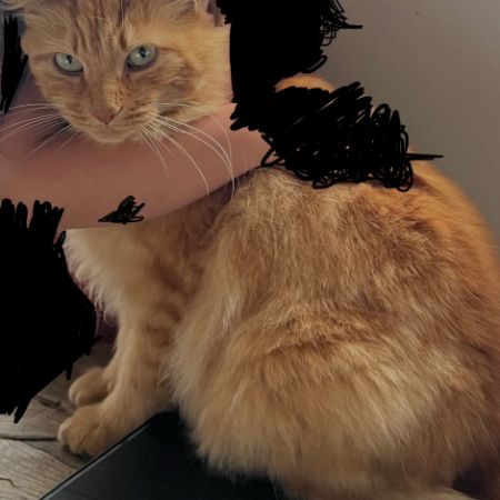 Missing Semi-Long Hair Cats in Hertford 