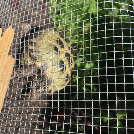 Missing Tortoise Exotics in Keston