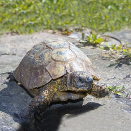 Missing Tortoise Exotics in Birmingham