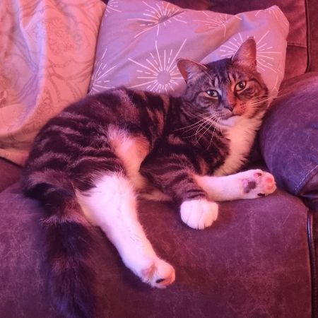 Missing Tabby Cats in ST. HELENS