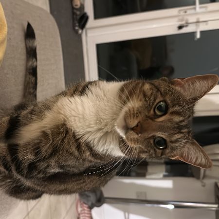 Missing Tabby Cats in Didcot