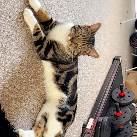 Missing Tabby Cats in Leicester 