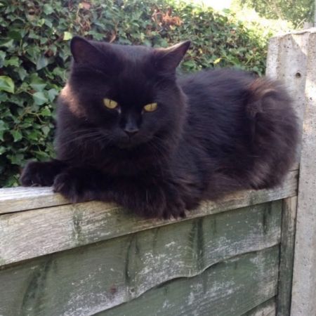 Missing Moggy Cats in Huntingdon, Cambs