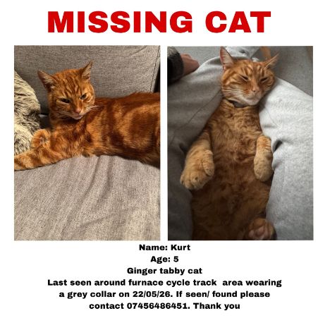 Missing Tabby Cats in Llanelli