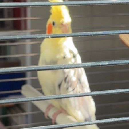 Missing Cockatiel Birds in Kirkintilloch 