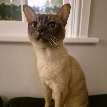 Missing Unknown - Other Cats in Carlton Bedfordshire