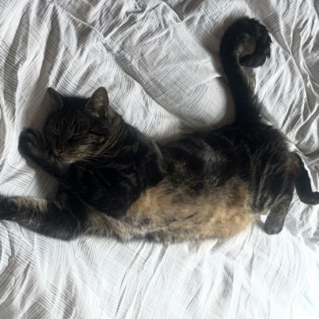 Missing Tabby Cats in Montpelier, Bristol 