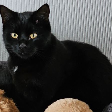Missing Unknown - Other Cats in Coalville 
