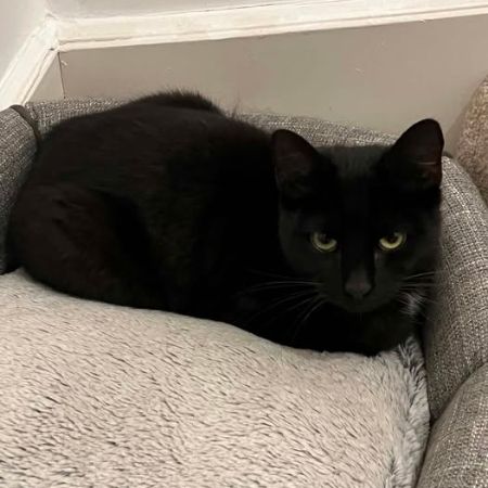 Missing Unknown - Other Cats in Chester