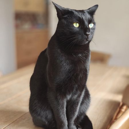 Missing Domestic Short Hair Cats in Ellingham Near Bungay 