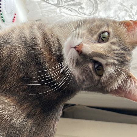Missing Domestic Short Hair Cats in Ilford