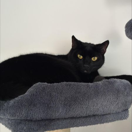 Missing Mixed Breed Cats in Ipswich