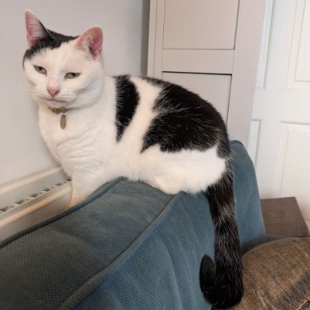 Missing British Short Hair Cats in East Ham