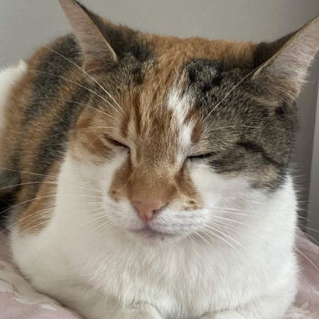 Missing Domestic Short Hair Cats in Slough