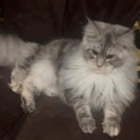 Missing Maine Coon Cats in Aintree/walton Vale Liverpool 