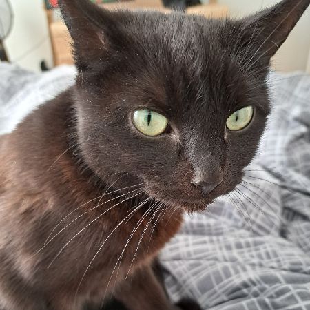 Missing Moggy Cats in Bloxwich