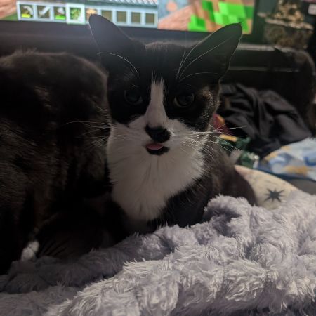 Missing Domestic Short Hair Cats in Orford