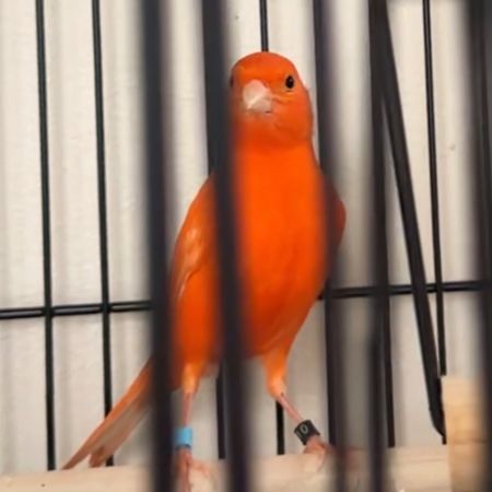 Missing Canary Birds in Wood Green 