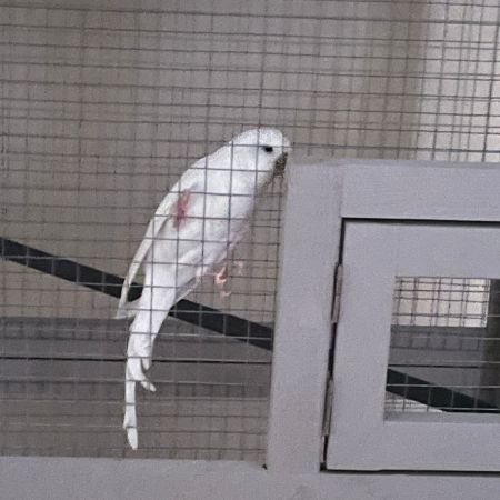 Missing Budgie Birds in Ng4