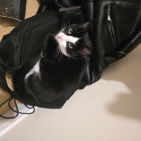 Missing Domestic Short Hair Cats in Wem