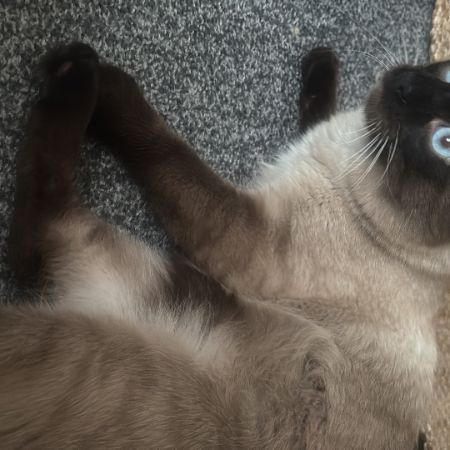 Missing Siamese Cats in Leicester Hamilton 