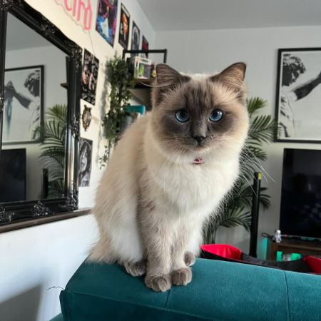 Missing Ragdoll Cats in Englefield Green