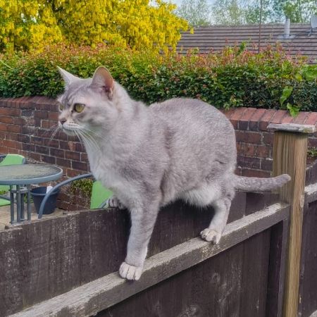 Missing Burmese Cats in Sheffield