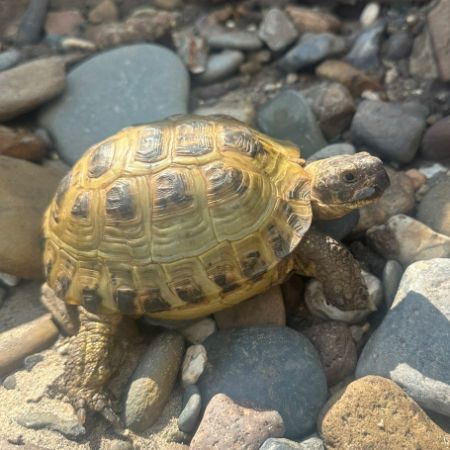 Missing Tortoise Exotics in Alfreton