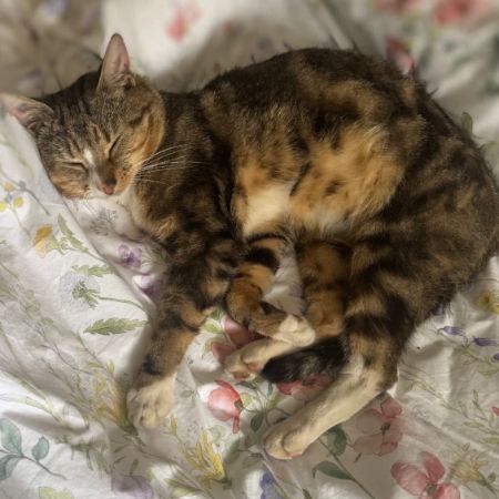 Missing Tabby Cats in Old Trafford