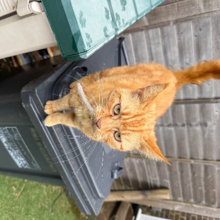 Missing Moggy Cats in East Grinstead 
