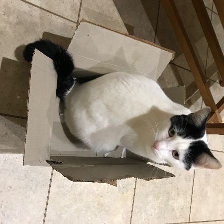 Missing Moggy Cats in HOCKLEY 