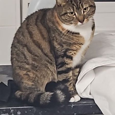 Missing Tabby Cats in Meldreth