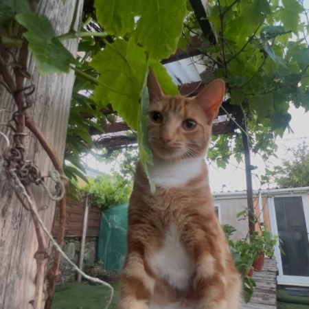 Missing Domestic Short Hair Cats in Llanelli