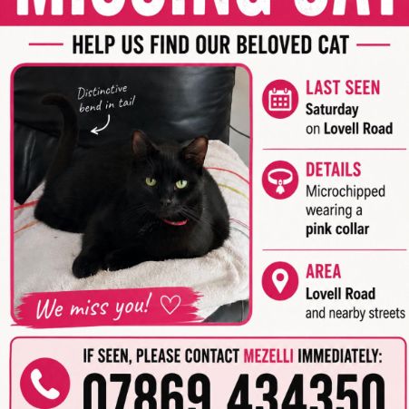 Missing British Short Hair Cats in Minster On Sea Sheerness