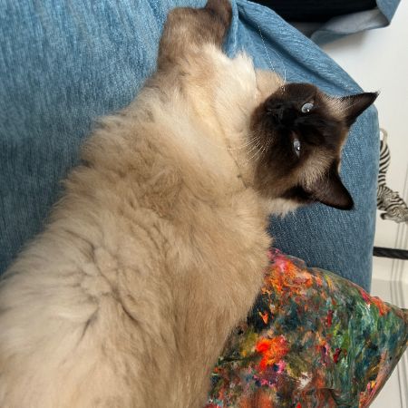 Missing Ragdoll Cats in Luton