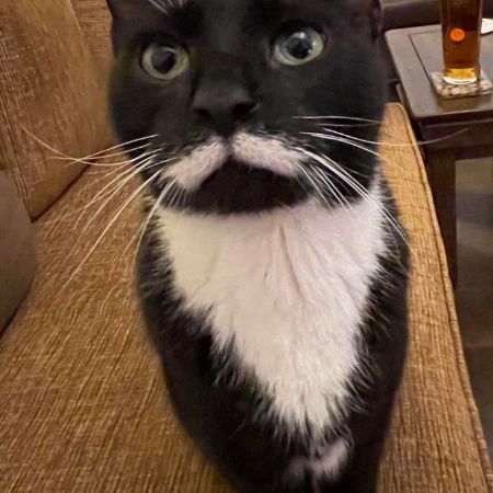 Missing Domestic Short Hair Cats in Leigh-on-Sea