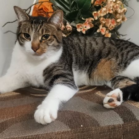 Missing Domestic Short Hair Cats in Bristol