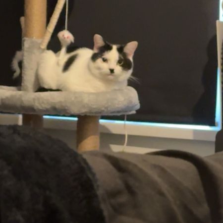 Missing Domestic Short Hair Cats in South Normanton 